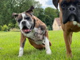 Lauren's Dog