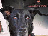 Lauren's Dog
