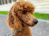 Lauren's Dog