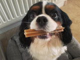 Lauren's Dog