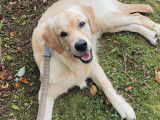 Lauren's Dog