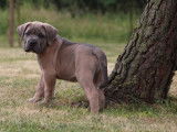 De La Quinta Des Oliviers