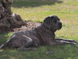 De La Quinta Des Oliviers