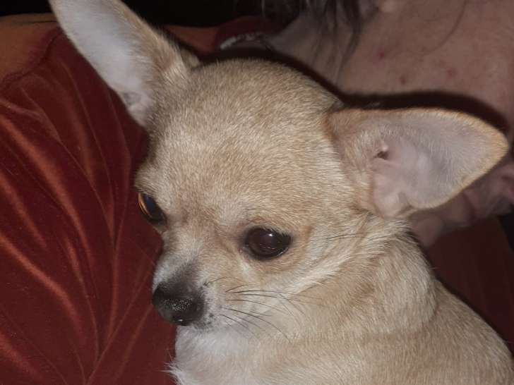 La Passion De Lilou. Chihuahua
