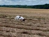 Du Royaume Des Sept Collines