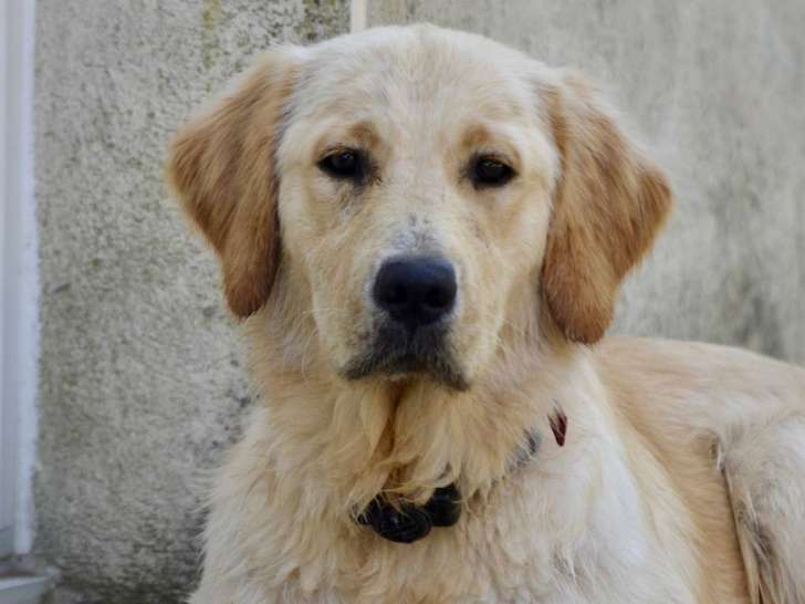 Les Goldens des Grands Bois