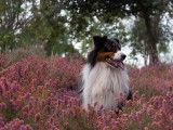 Alexia & Co Dog