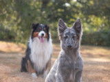 Alexia & Co Dog