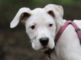 Alexia & Co Dog