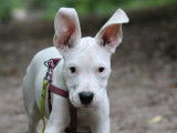 Alexia & Co Dog