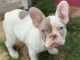 Beauty Frenchy Bully