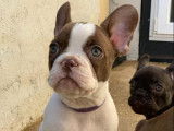 Beauty Frenchy Bully