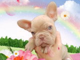 Beauty Frenchy Bully