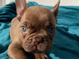 Beauty Frenchy Bully