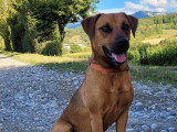 Team Dog des Savoies