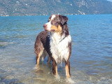 Team Dog des Savoies
