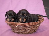 Des Petits Aska