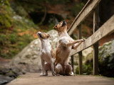 Dans la tête des chiens