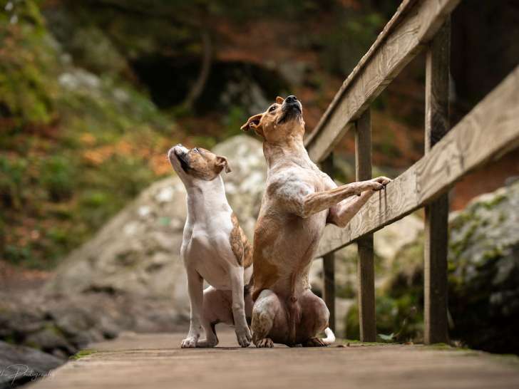 Dans la tête des chiens