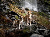 Dans la tête des chiens