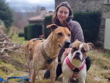Dans la tête des chiens