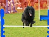 Unleash The Dog