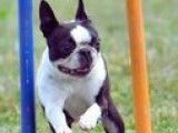 Unleash The Dog