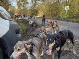 TTMushing Sled Dog Team