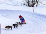 TTMushing Sled Dog Team