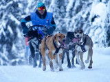 TTMushing Sled Dog Team