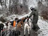 TTMushing Sled Dog Team