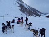 TTMushing Sled Dog Team