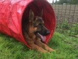Dog@Home
