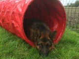 Dog@Home