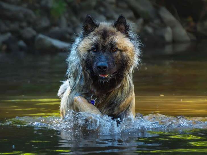 Chien et Vous