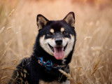 Shiba Inu dans les Blés