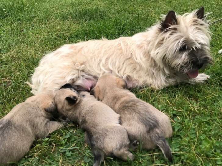 Clan Lilly Cairn Terriers