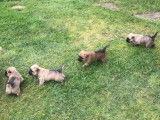 Clan Lilly Cairn Terriers