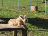 Of Caniland's Dream