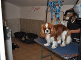 Des Cavaliers Des Sables De La Dune