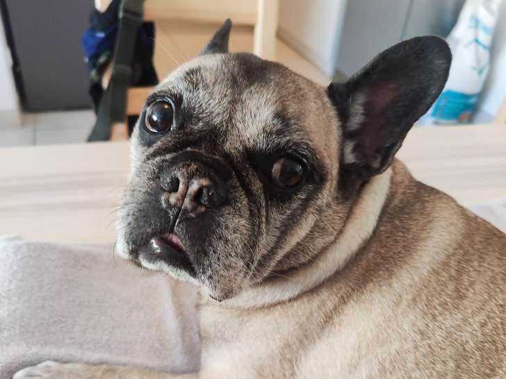 Elo bien-être animalier