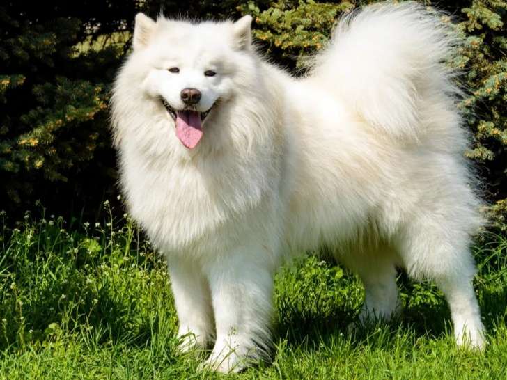 Elo bien-être animalier