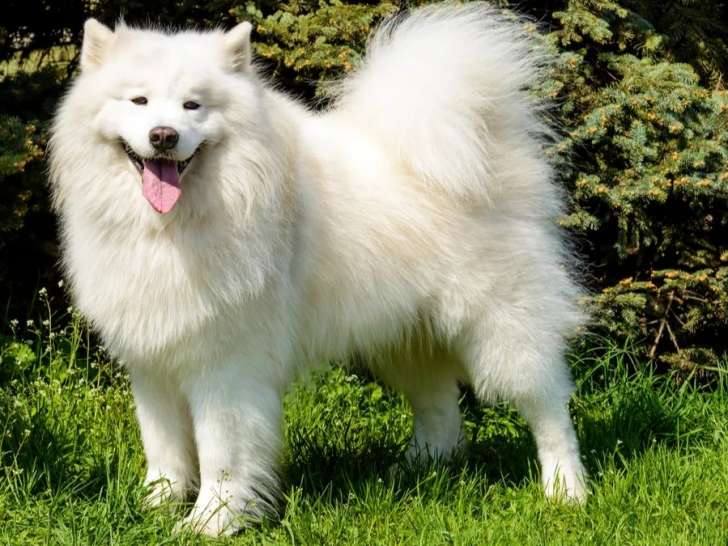 Elo bien-&ecirc;tre animalier