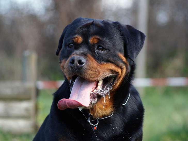 Die Prinzen Schwarz Der Kuppel