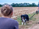 Séance Physiothérapie chien