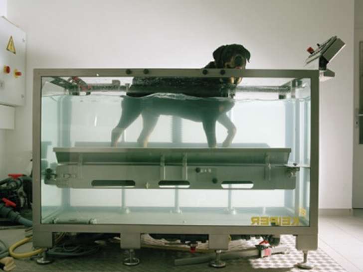 Séance d'Hydrothérapie avec un chien à Genève