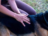 Séance de massage chien