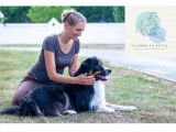 Séance Physiothérapie Chien