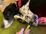 Séance Laser pour un chien avec de l'arthrose à Genève