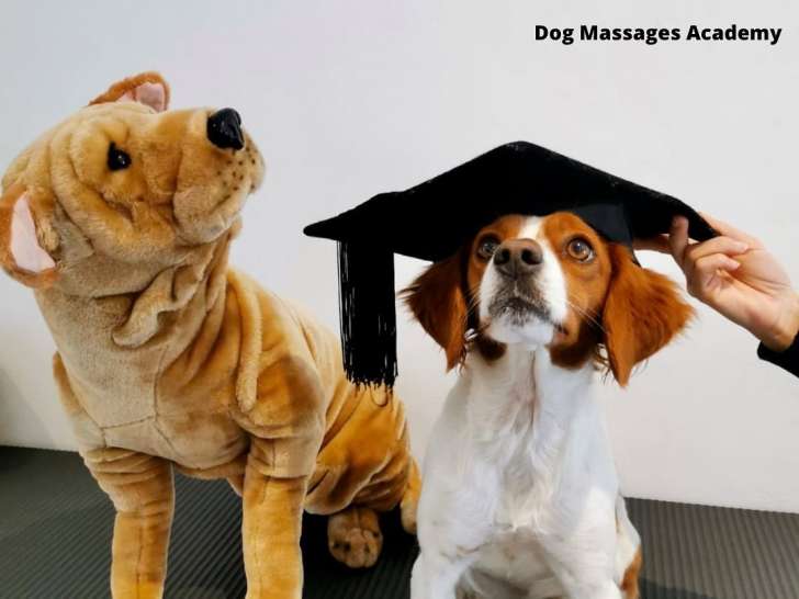 Dog Massages Academy
